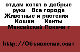 отдам котят в добрые руки - Все города Животные и растения » Кошки   . Ханты-Мансийский,Покачи г.